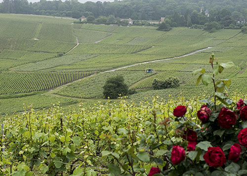 Visit of Epernay & Multiple Champagne Tastings in a Vineyard